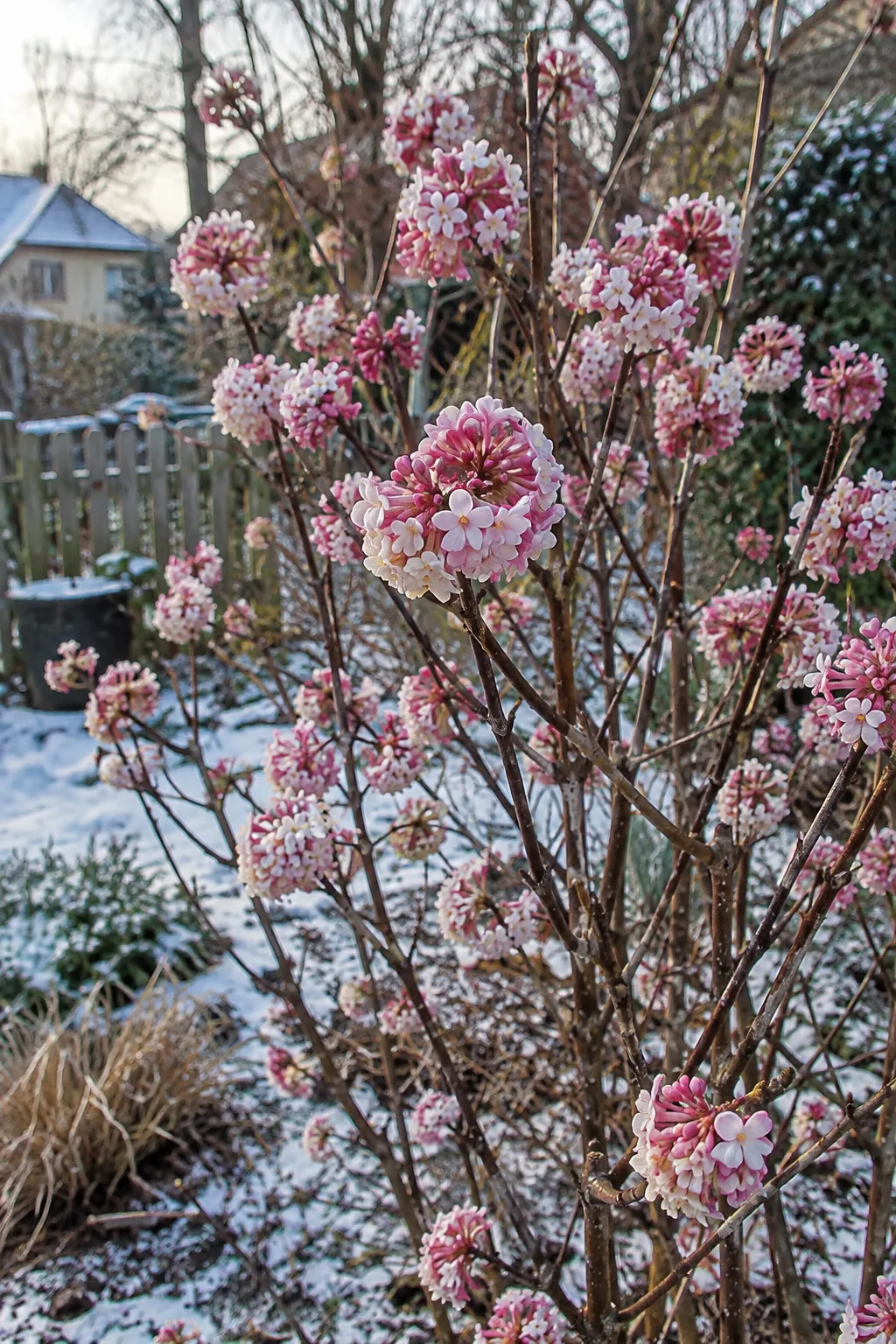 Aufrechter Winterschneeball im Januar mit kahlen braunen Trieben und dichten, runden Büscheln kleiner Röhrenblüten von dunkelrosa bis fast weiß, etwas Schnee auf dem Boden