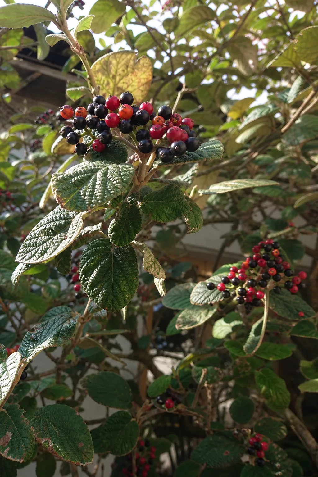 Wolliger Schneeball mit roten und schwarzen Beeren an einer Hecke