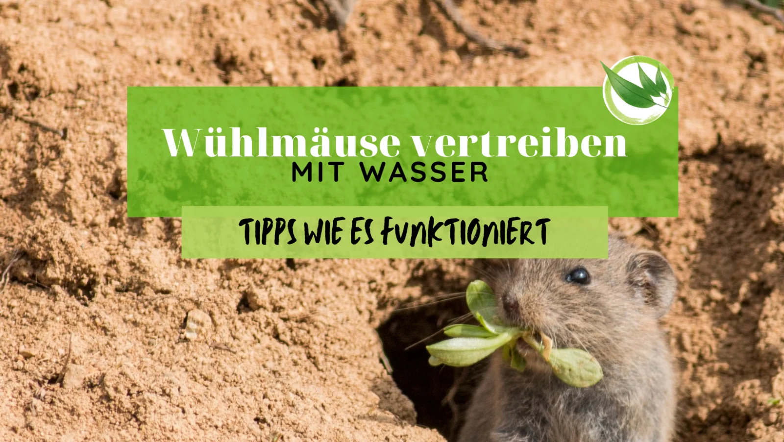 Wühlmäuse vertreiben mit Wasser – Tipps wie es funktioniert