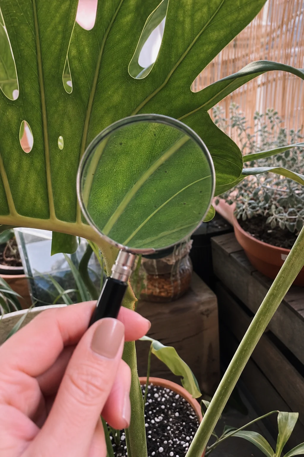 Hand mit Lupe untersucht die Unterseite eines Monstera-Blattes auf kleine Insekten im sommerlichen Garten.