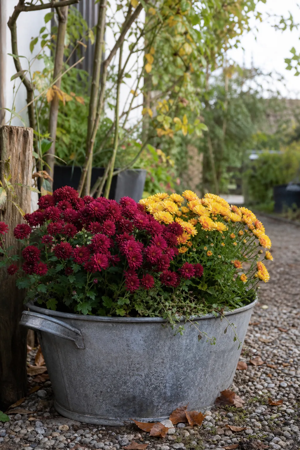 Alte Zinkwanne mit dunkelroten und gelben Chrysanthemen auf einem Kiesweg