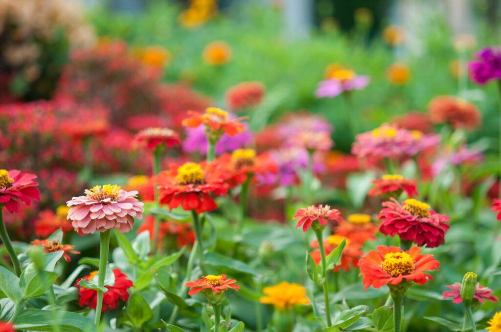 Farbenfrohe Blumenwiese im Fokus.