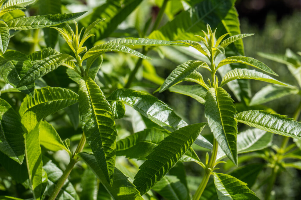 twigs of lemon verbena for aromatic gardens, sunny daylight