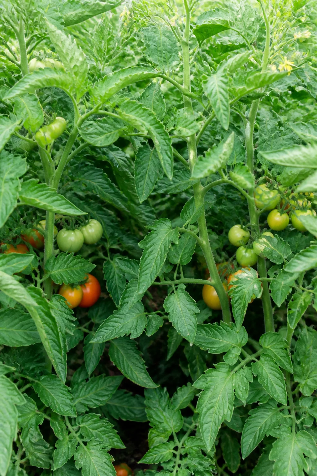 Tomatenpflanzen stehen zu dicht, Blätter überlappen