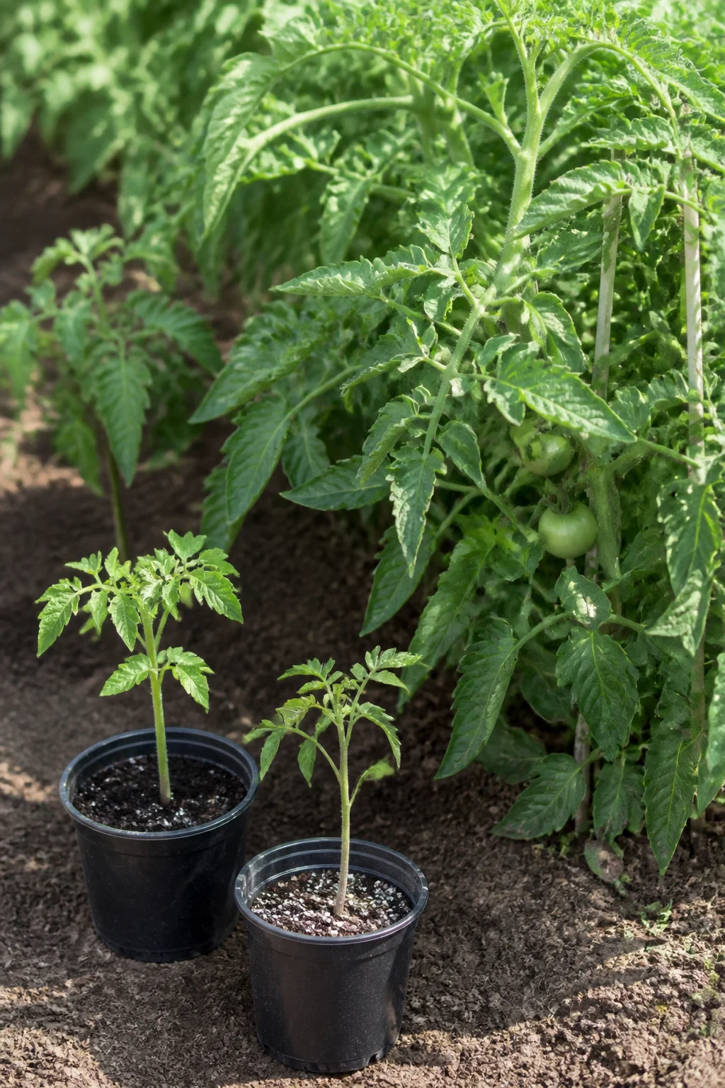 Tomatenjungpflanzen und Outdoorpflanzen im Vergleich
