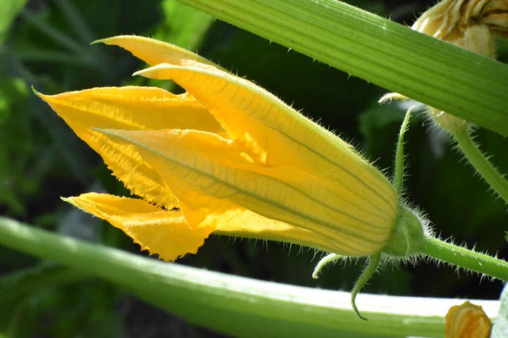 zucchini, flower, yellow