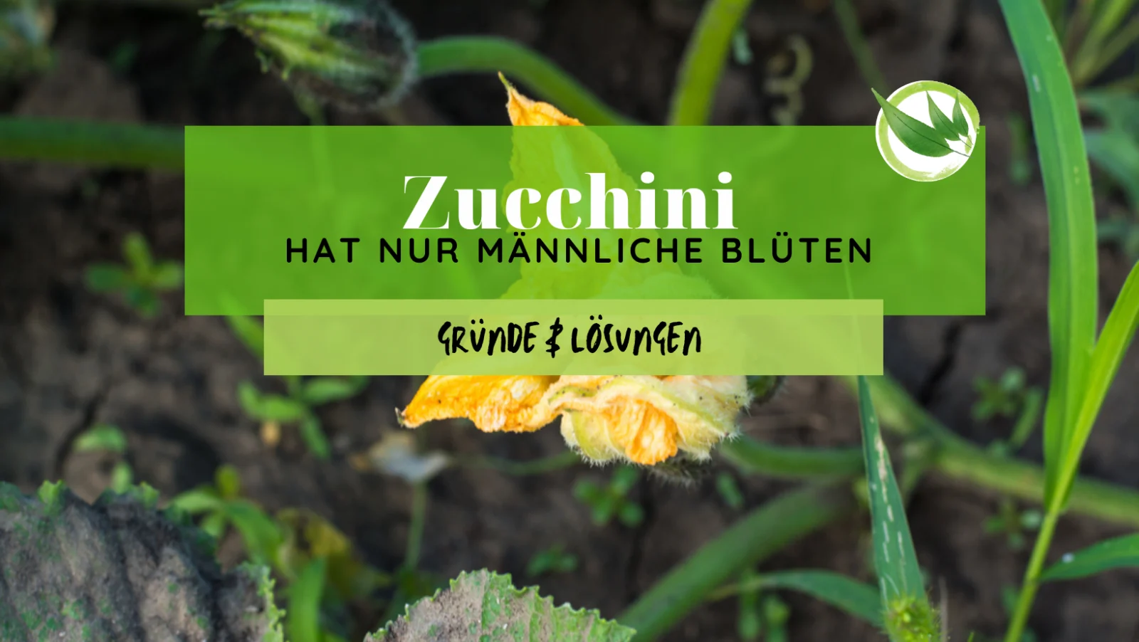 Zucchini hat nur männliche Blüten – Gründe & Lösungen