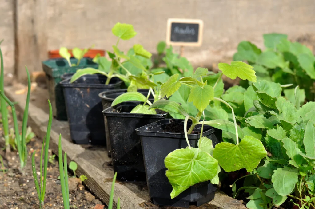 Feet of zucchini