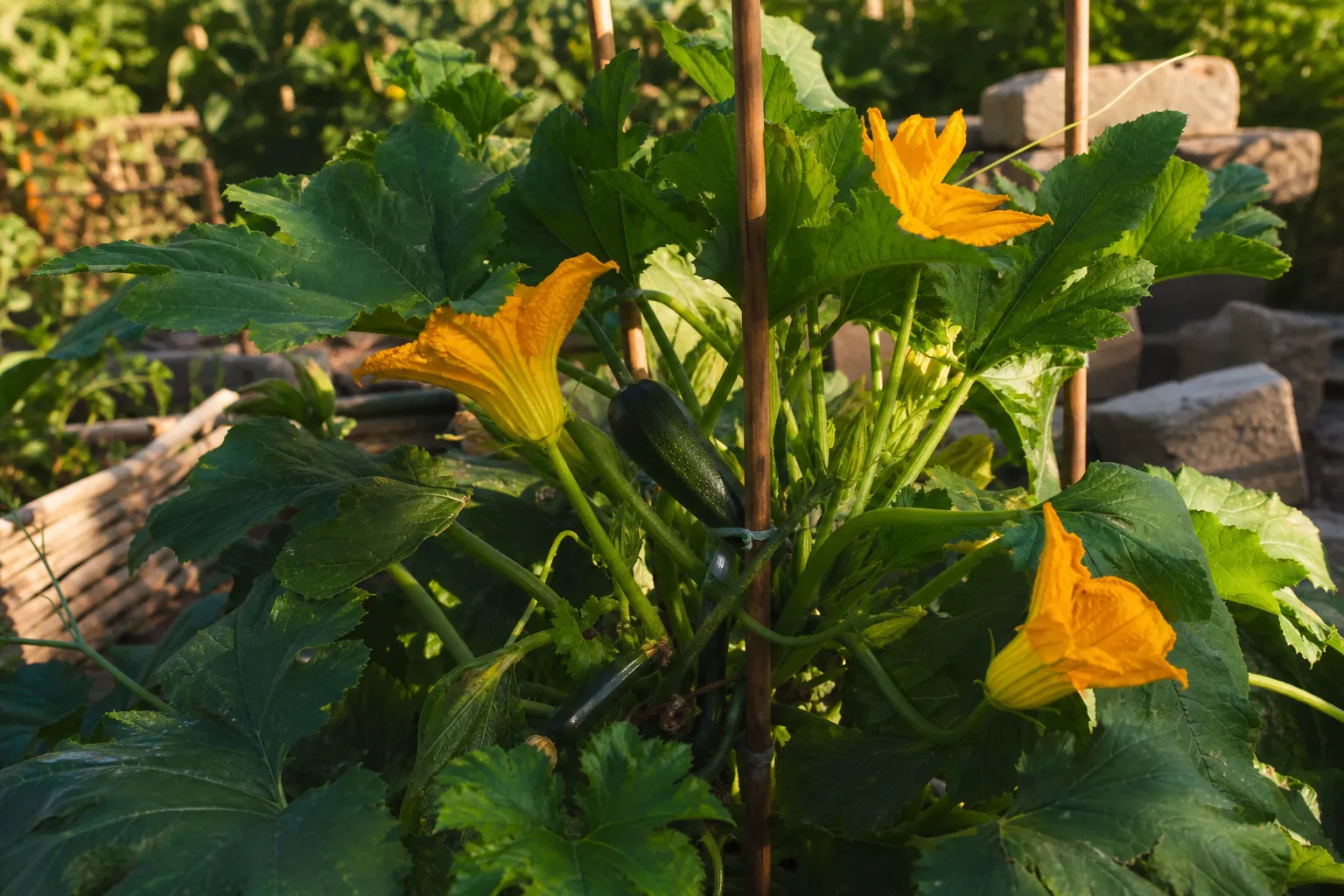 Zucchini-Mega-Ernte: Sieben Tricks für mehr Früchte den ganzen Sommer