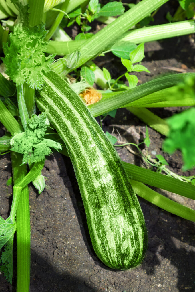 Zucchini wächst im Garten