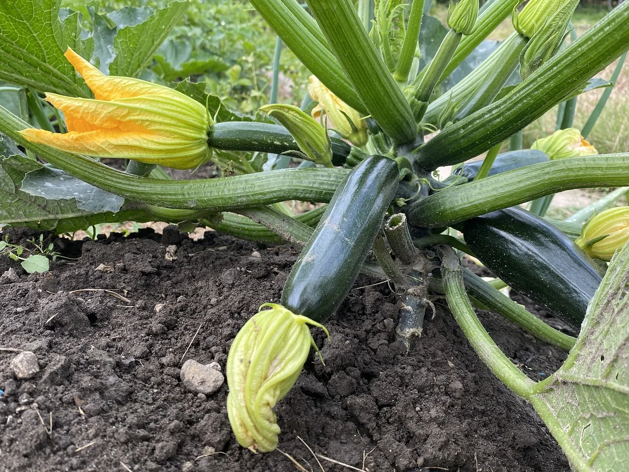 Grüne Zucchinipflanze mit Frucht und Blüte