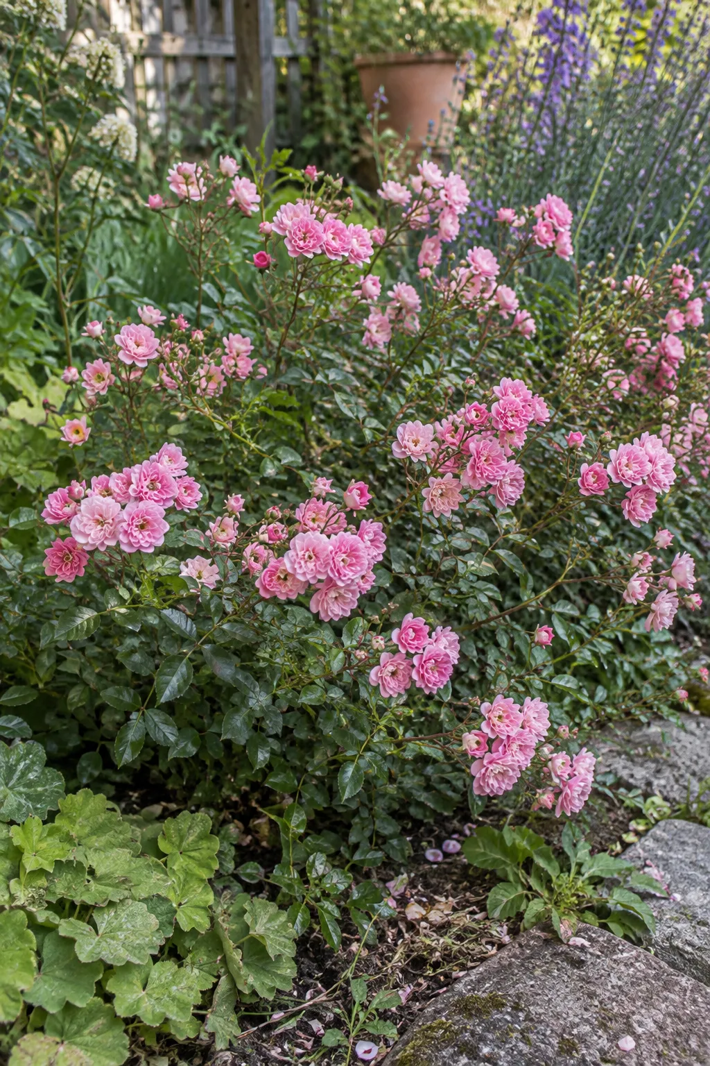 Niedrige, breit wachsende Polyantharose mit glänzendem kleinem Laub und vielen Büscheln kleiner, gefüllter rosa Blüten in einem Bauerngartenbeet
