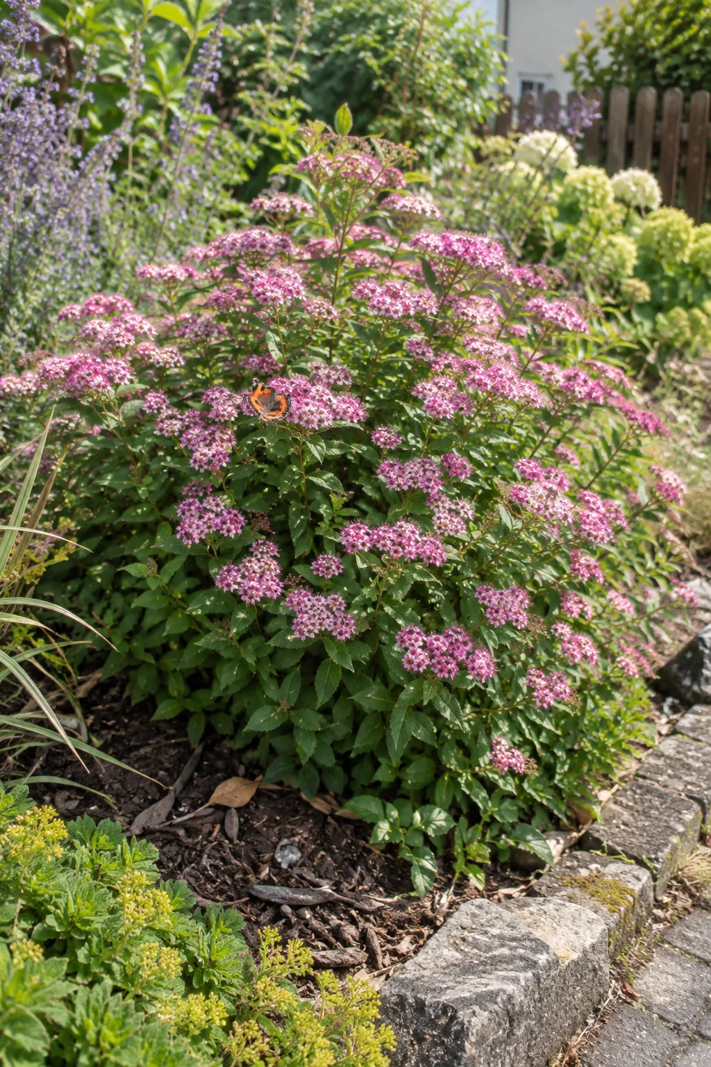 Niedrige, dichte Zwergspiere am Beetrand, mit vielen flachen Büscheln winziger blassrosa Blüten über kleinen grünen Blättern, ein kleiner Schmetterling sitzt darauf