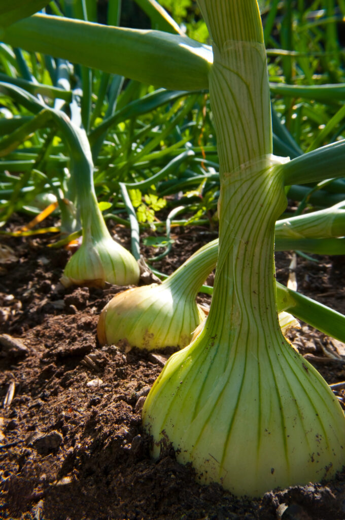 Zwiebeln wachsen im Gartenboden