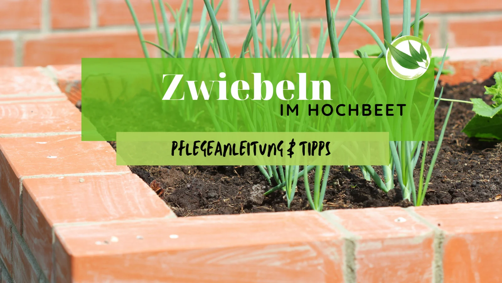 Zwiebeln im Hochbeet – Pflegeanleitung & Tipps