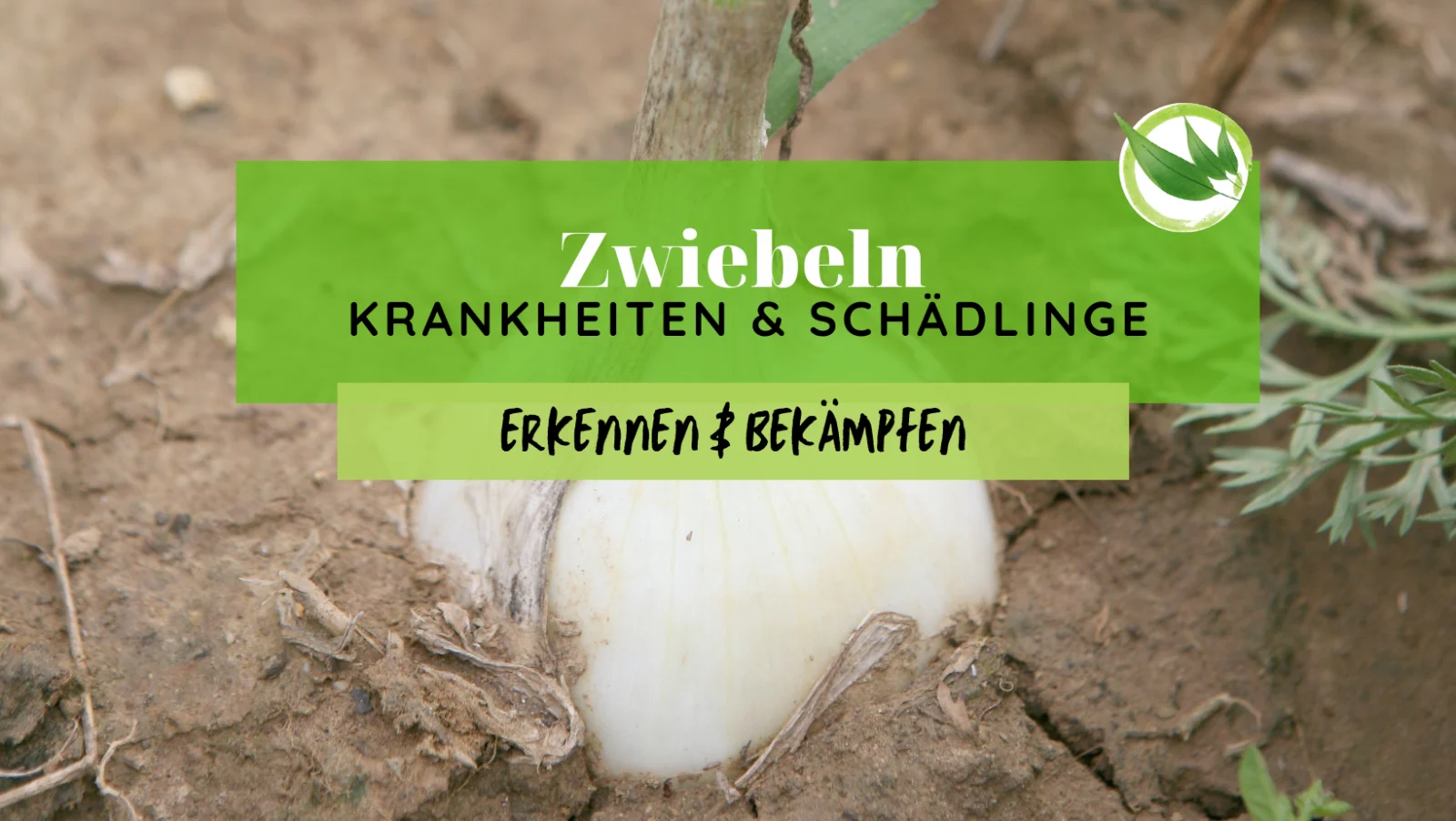 Zwiebeln Krankheiten & Schädlinge erkennen & bekämpfen