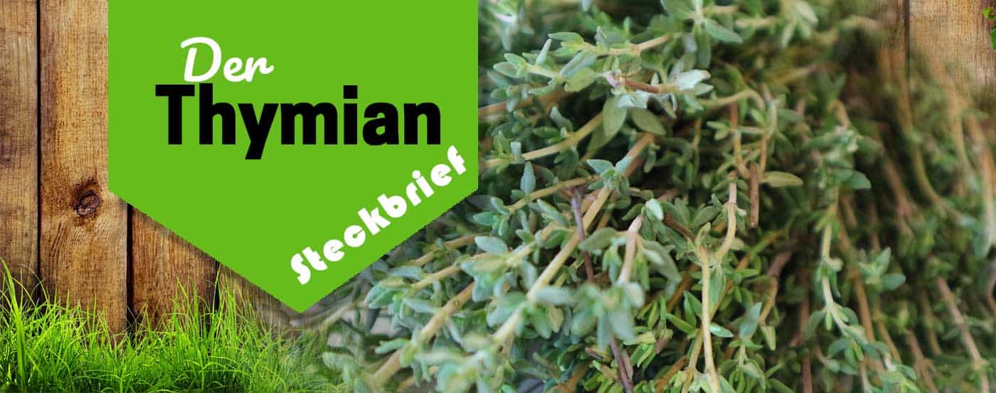 Thymian pflanzen, pflegen, düngen & ernten 2026