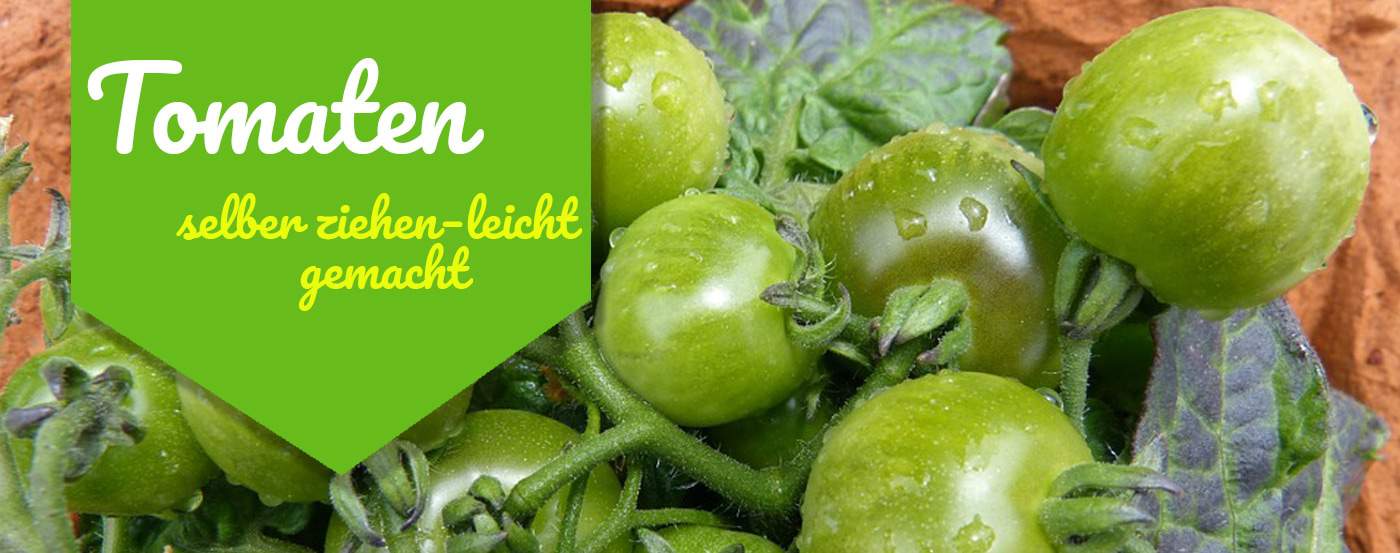 Tomaten aus Samen selber vorziehen – 7 Tipps für gesunde Tomaten