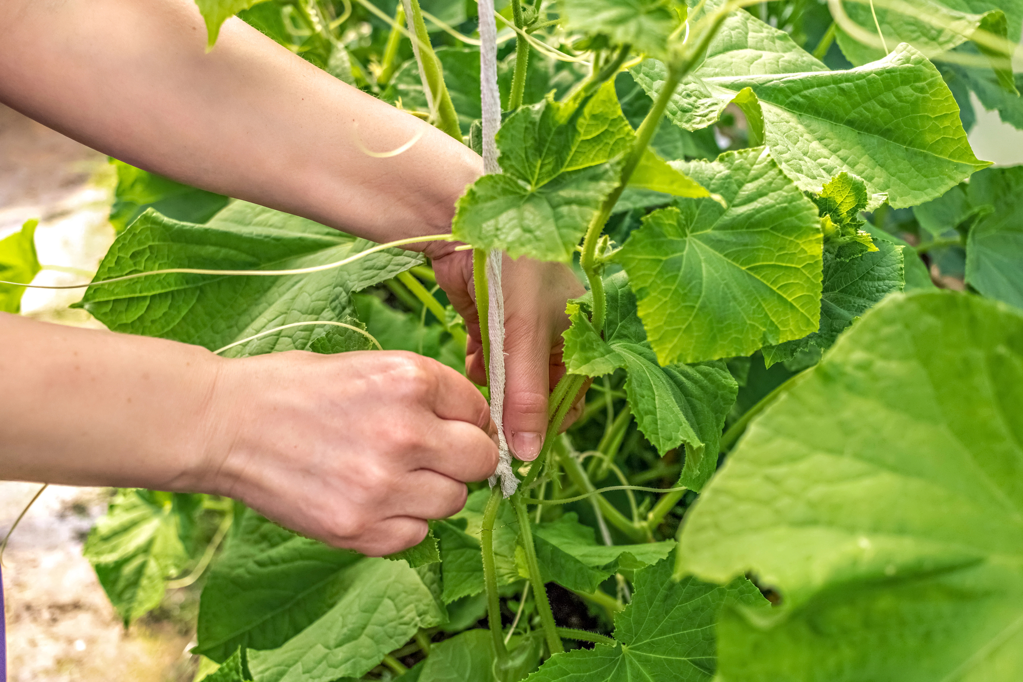 Gurken ausgeizen: So einfach steigerst Du sofort Deine Ernte