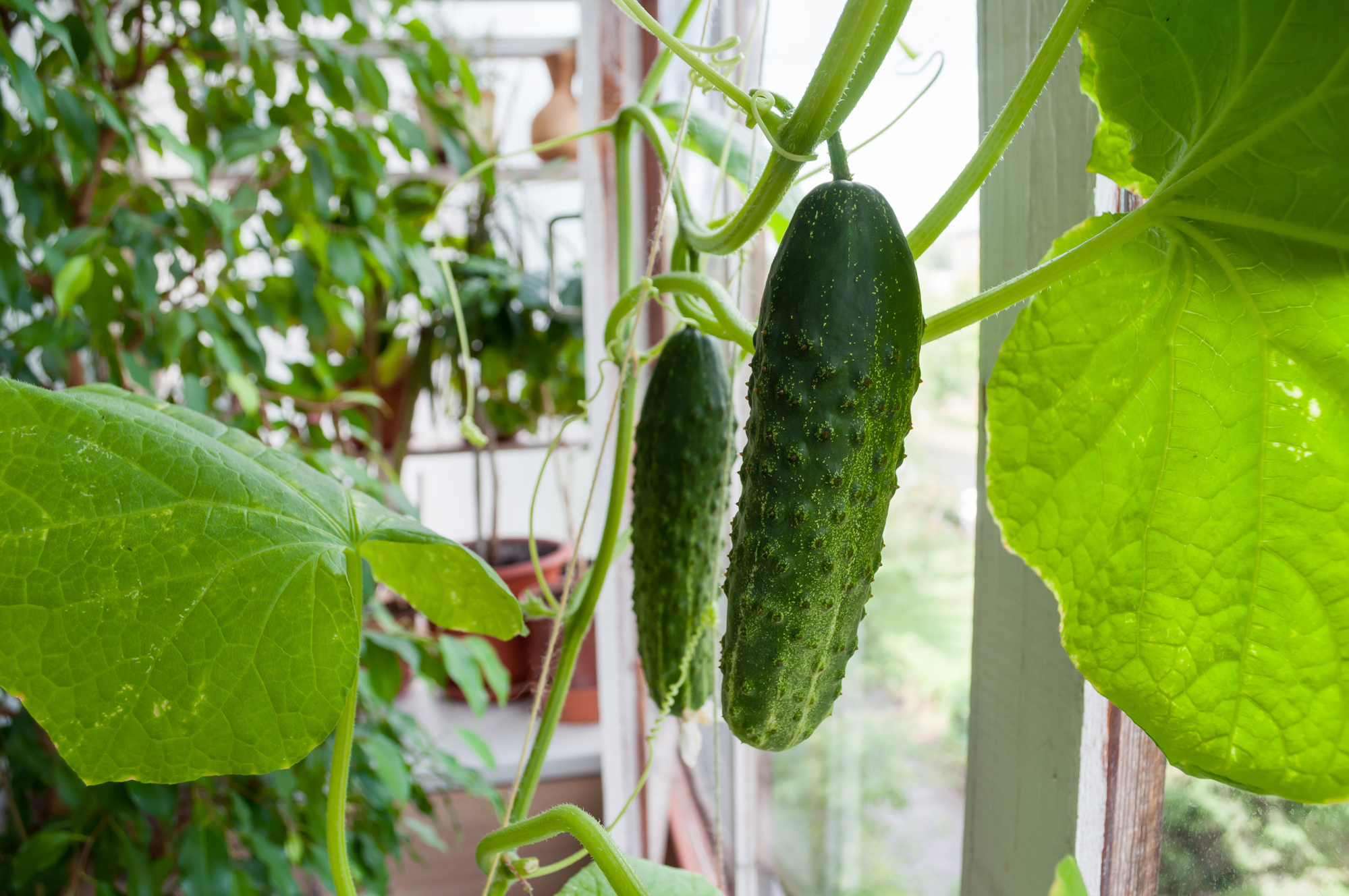 Gurken auf dem Balkon ziehen: Mit diesen Tipps bekommst du direkt mehr Gurken