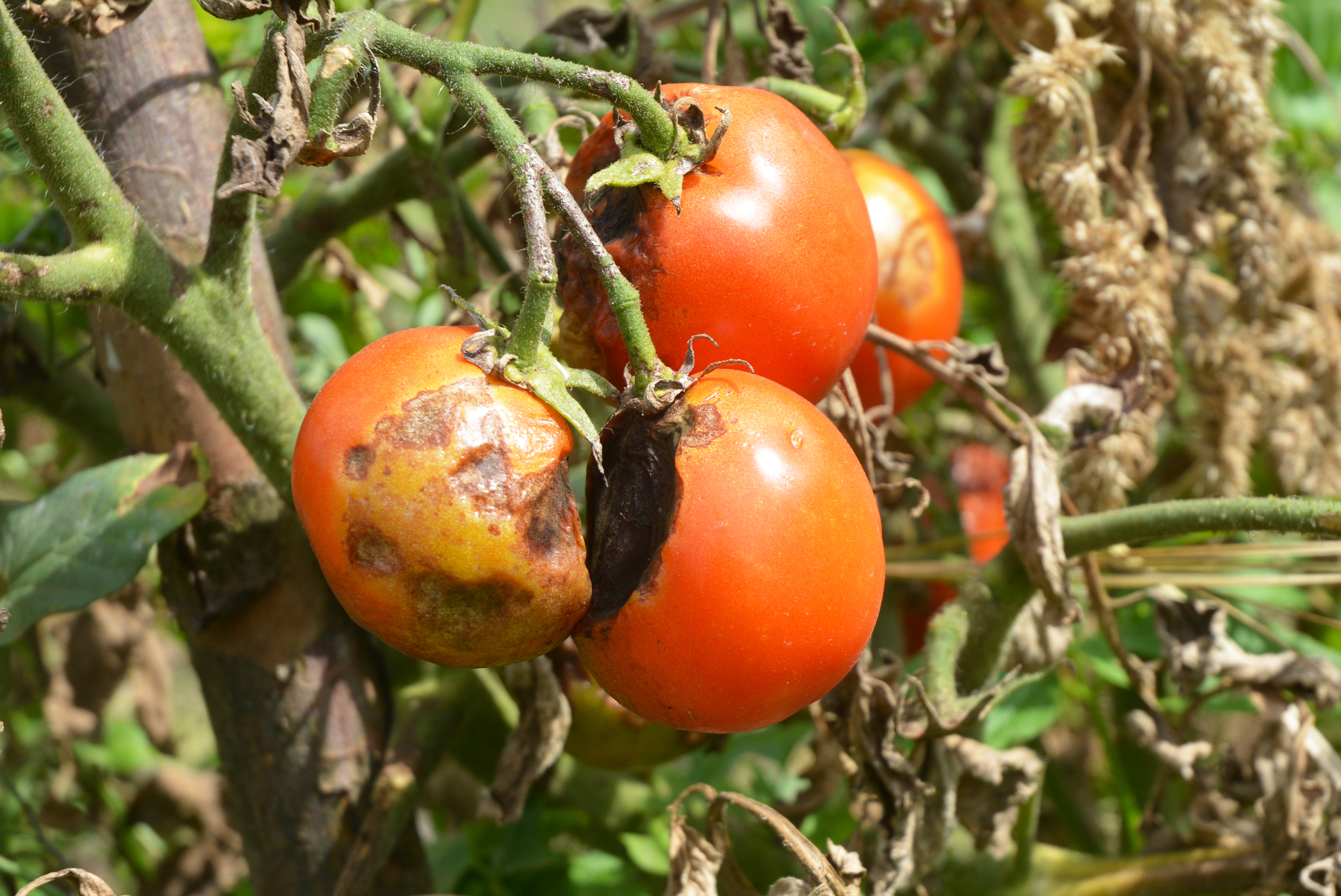 So schützt Du Tomaten vor Krankheiten & Schädlingen: Die besten Tipps für gesunde Pflanzen