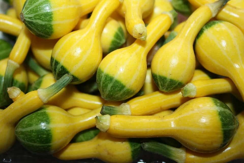 【ᐅ】Alles, was Du über den Anbau von gelben Zucchinis wissen musst ᐅ