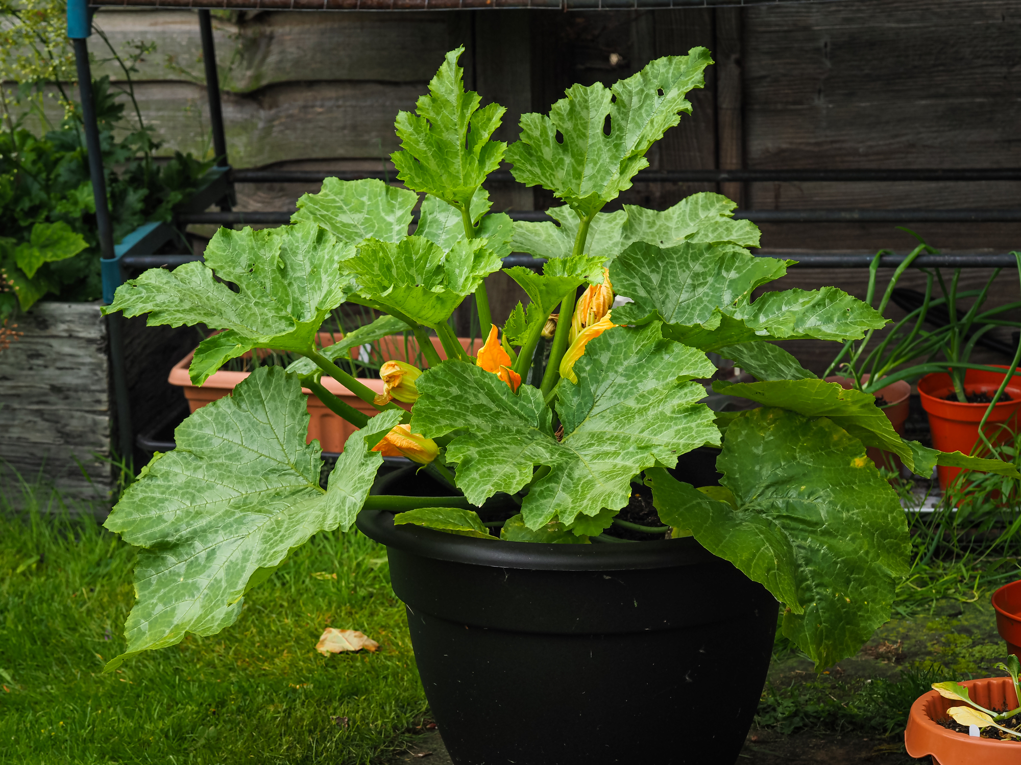 Zucchini Blätter abschneiden oder dranlassen: Das raten Experten