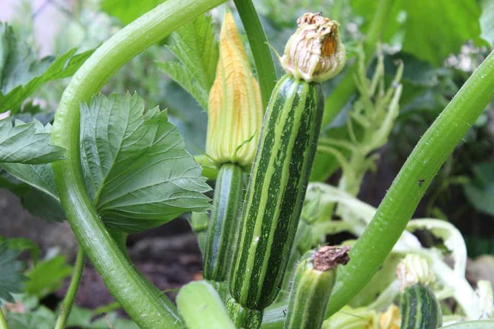 Zucchini düngen: Das sind die wichtigsten Nährstoffe für reiche Ernte