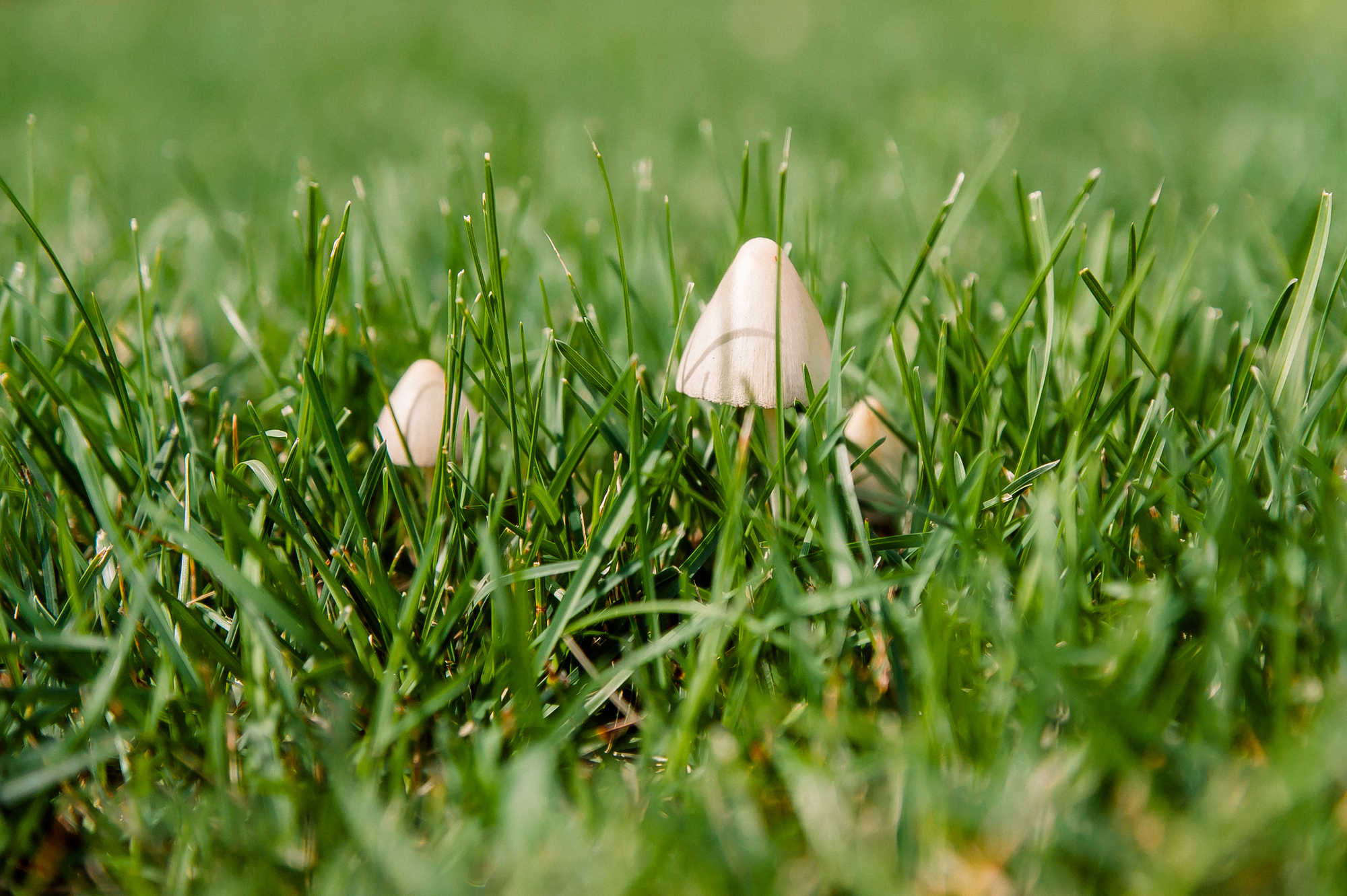 Pilze im Rasen effektiv bekämpfen: Mit diesen einfachen Tipps  wirst Du sie endlich los