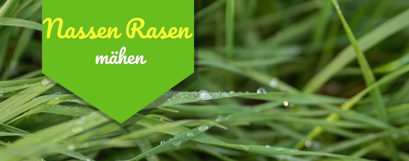 Nassen Rasen mähen – Rasenpflege trotz Regenwetter