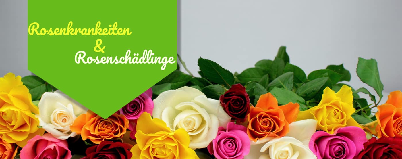 Rosenkrankheiten & Rosenschädlinge – so hältst Du Deine Rosen gesund