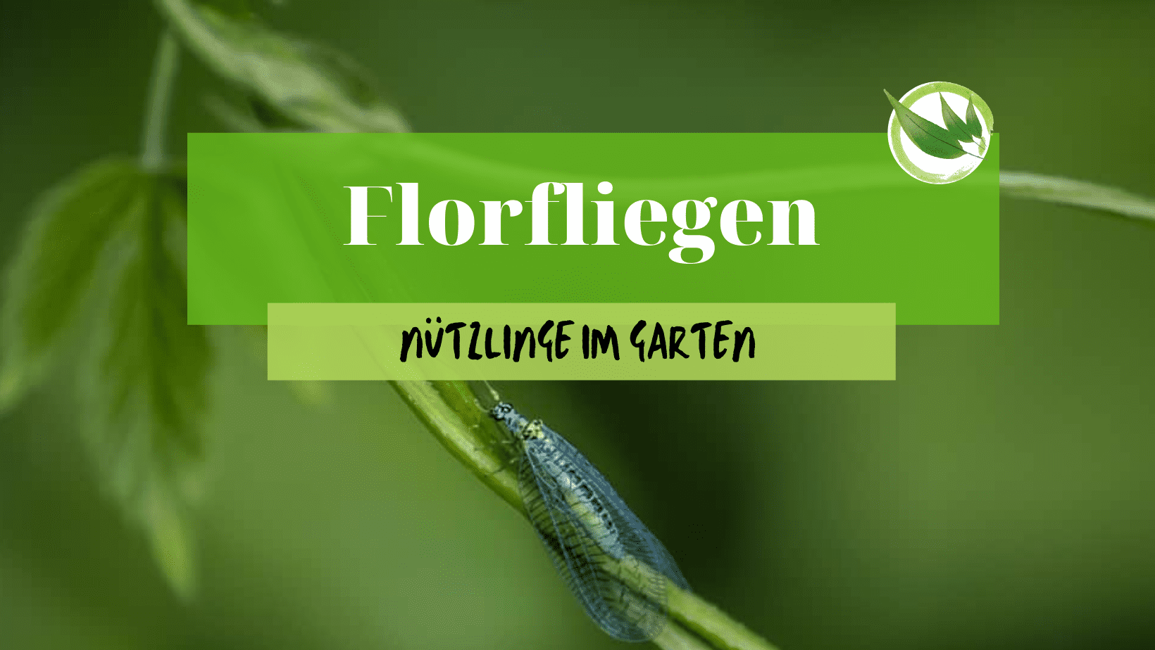 Florfliegen – Nützlinge im Garten