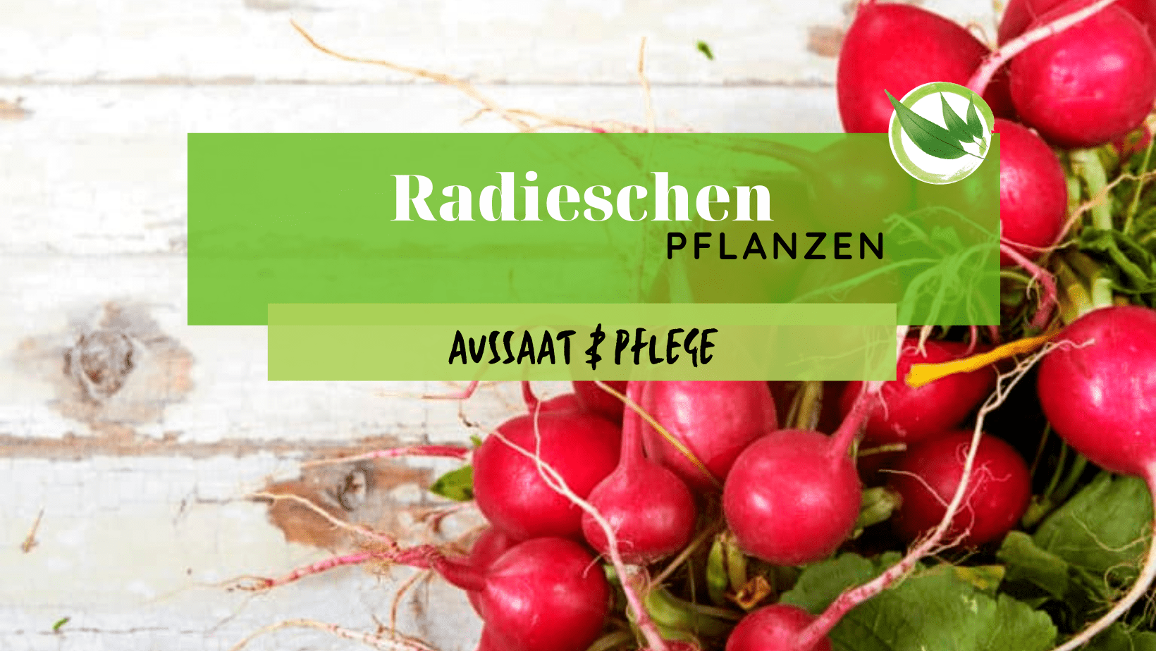 Radieschen pflanzen – Aussaat & Pflege