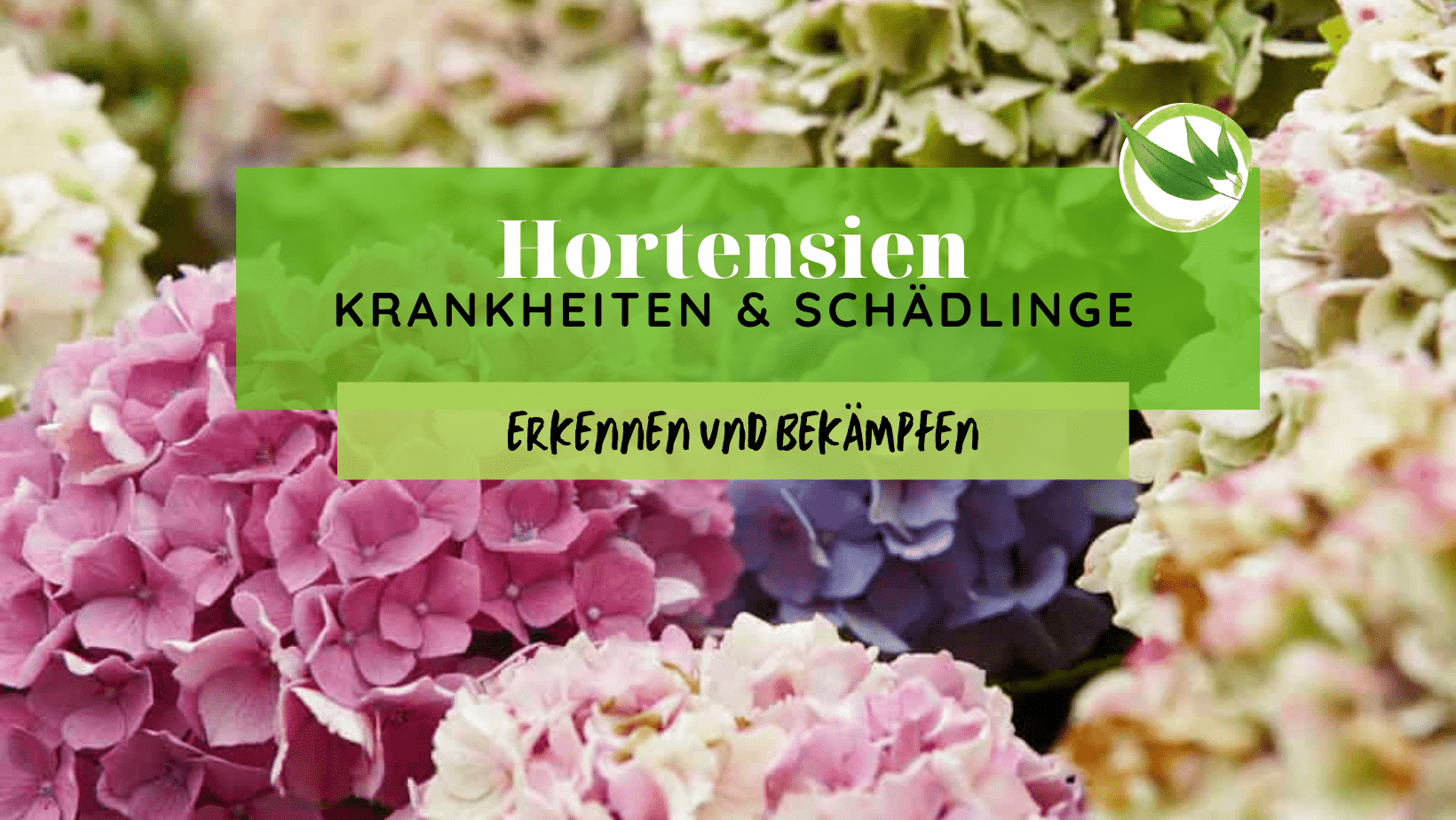 Hortensien Krankheiten & Schädlinge mit Bild – Erkennen & bekämpfen