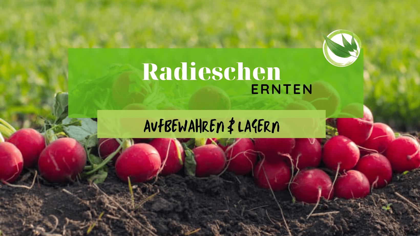 Radieschen ernten – Wann & wie richtig ernten