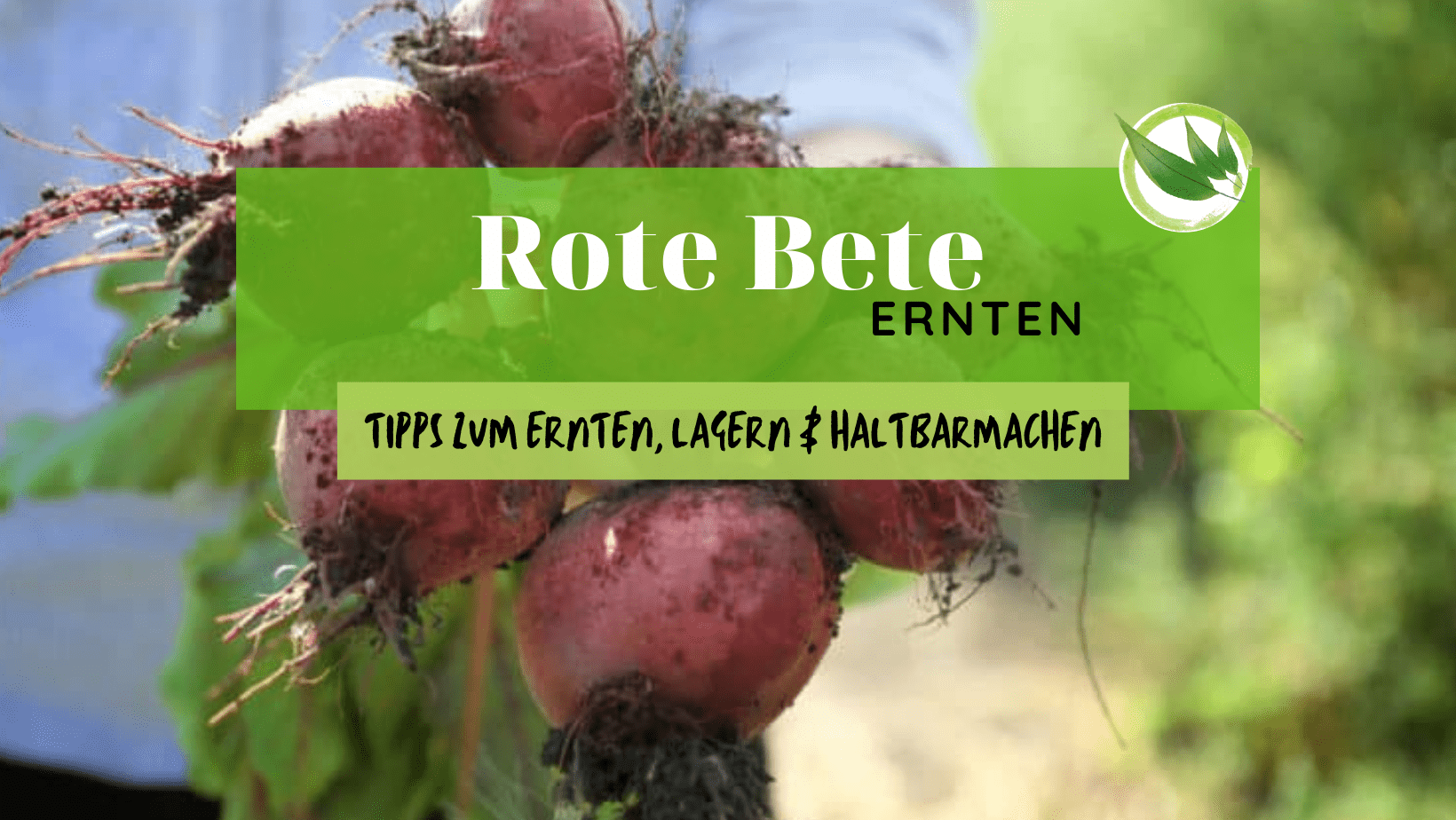 Rote Bete ernten – die besten Tipps zum Ernten, Lagern & Haltbarmachen