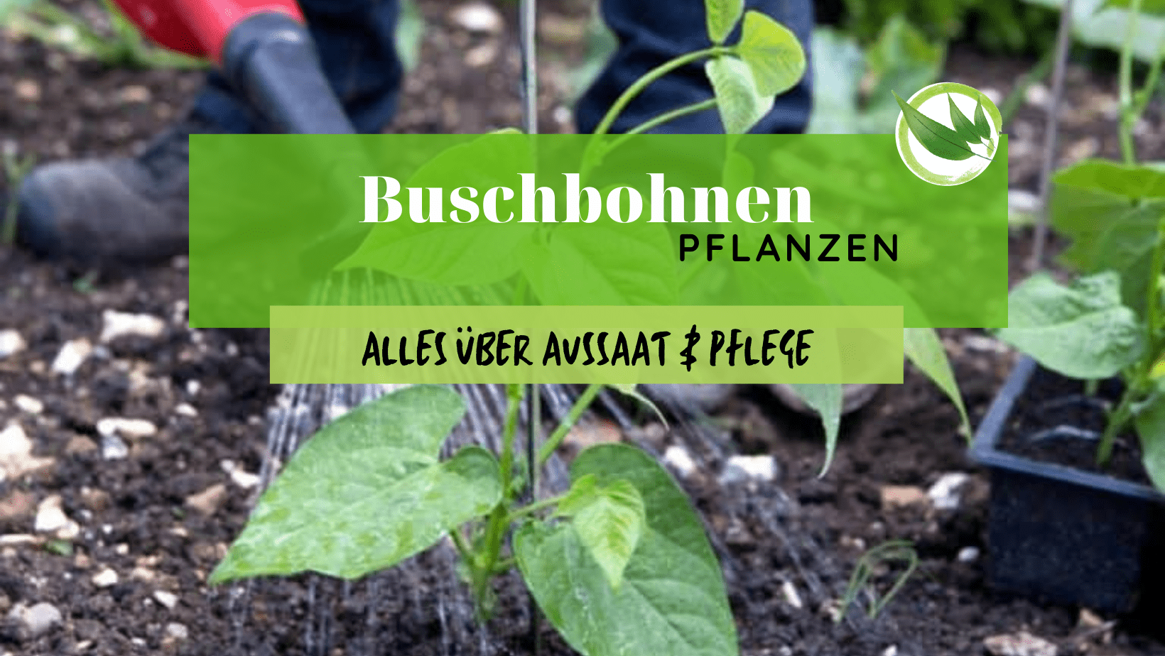 Buschbohnen pflanzen – Alles über Aussaat & Pflege