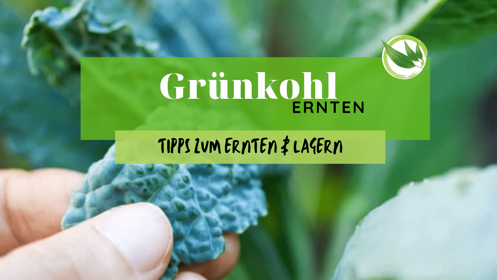 Grünkohl ernten – die besten Tipps zum Ernten & Lagern