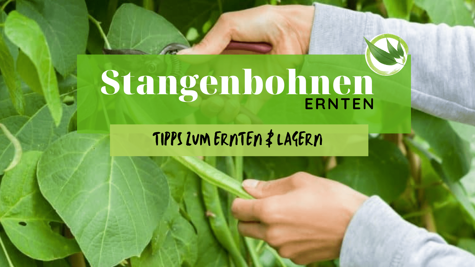 Stangenbohnen ernten – die besten Tipps zum Ernten & Lagern