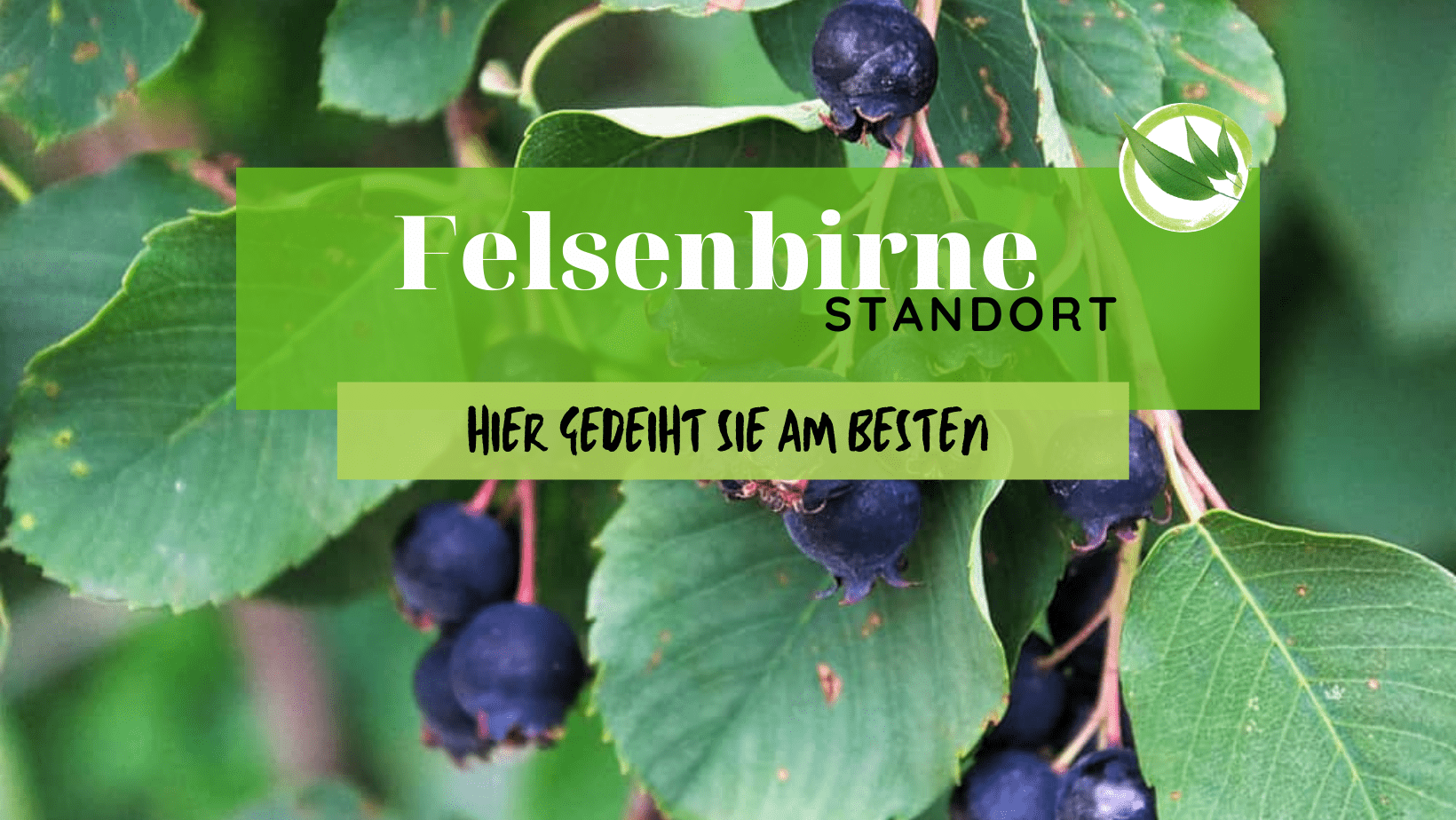 Felsenbirne Standort – Hier gedeiht sie am besten