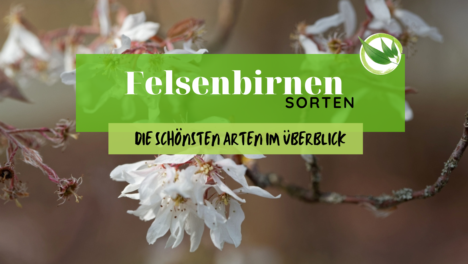 Felsenbirnen Sorten – Die schönsten Arten im Überblick