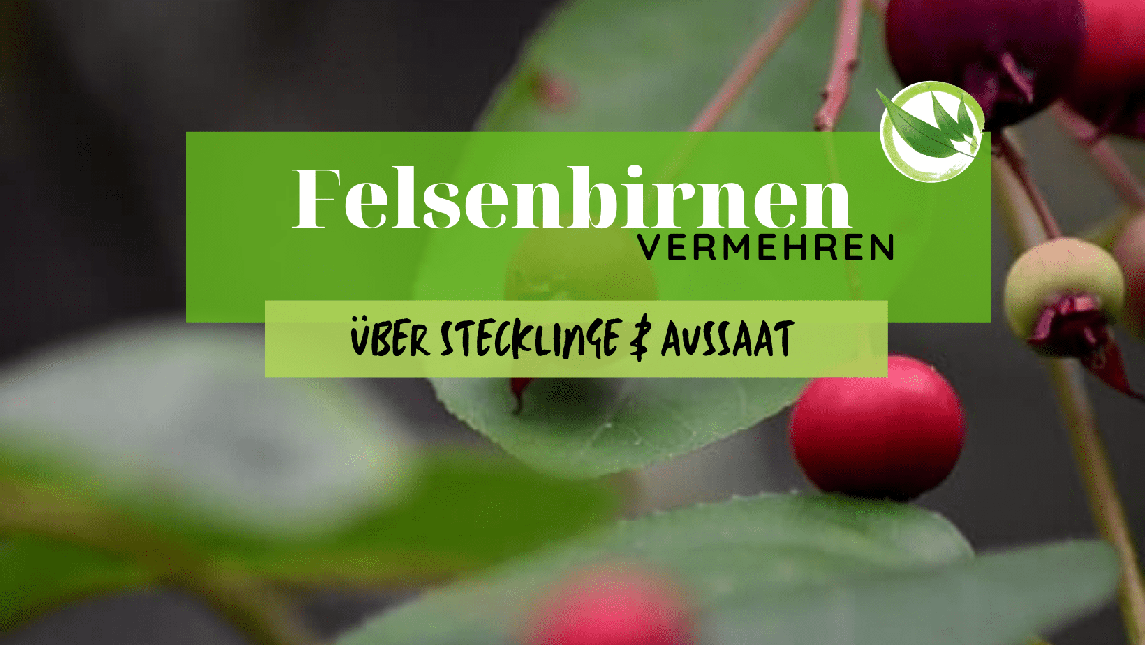 Felsenbirnen vermehren – über Stecklinge & Aussaat