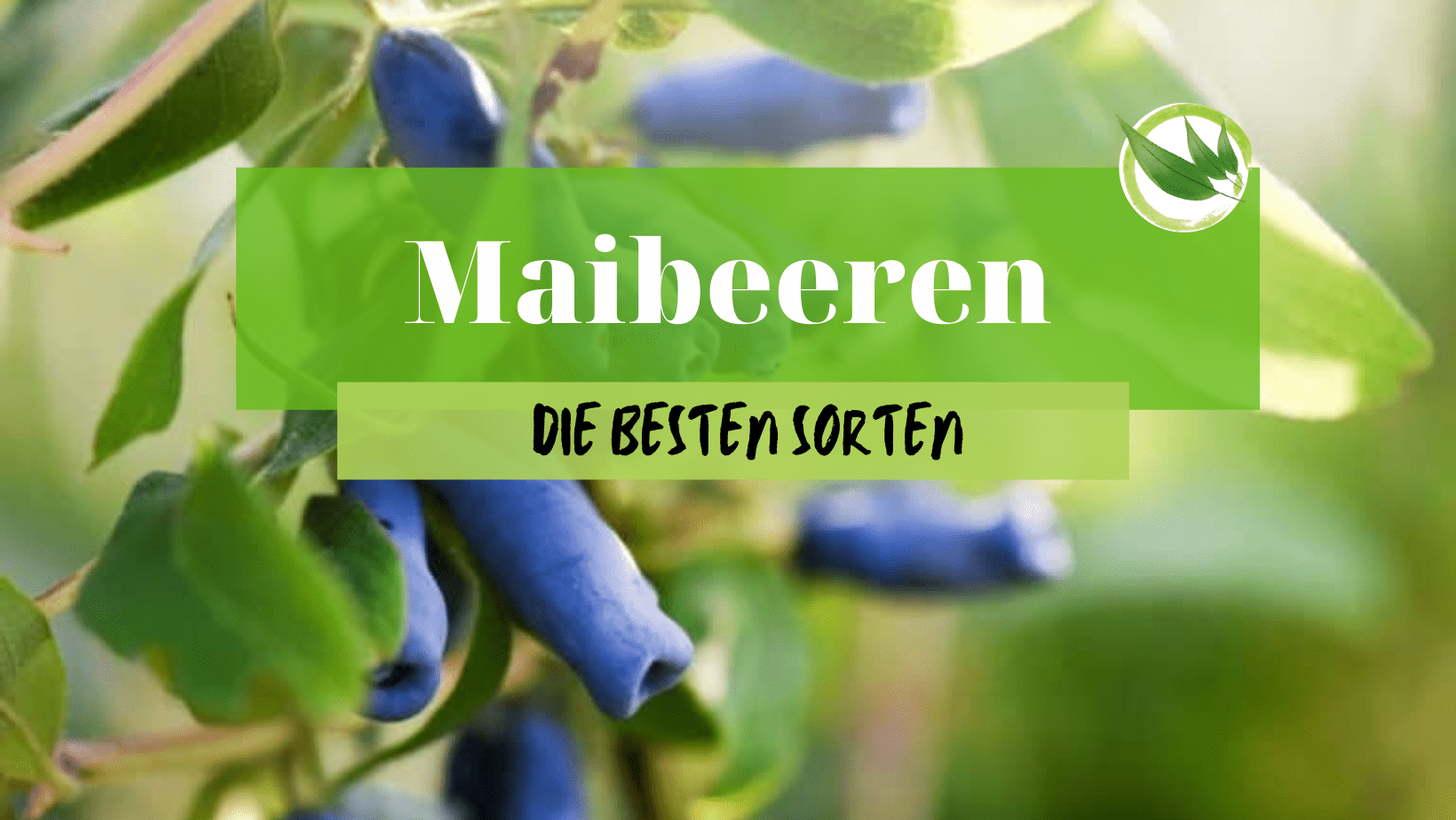 Maibeeren – die besten Sorten