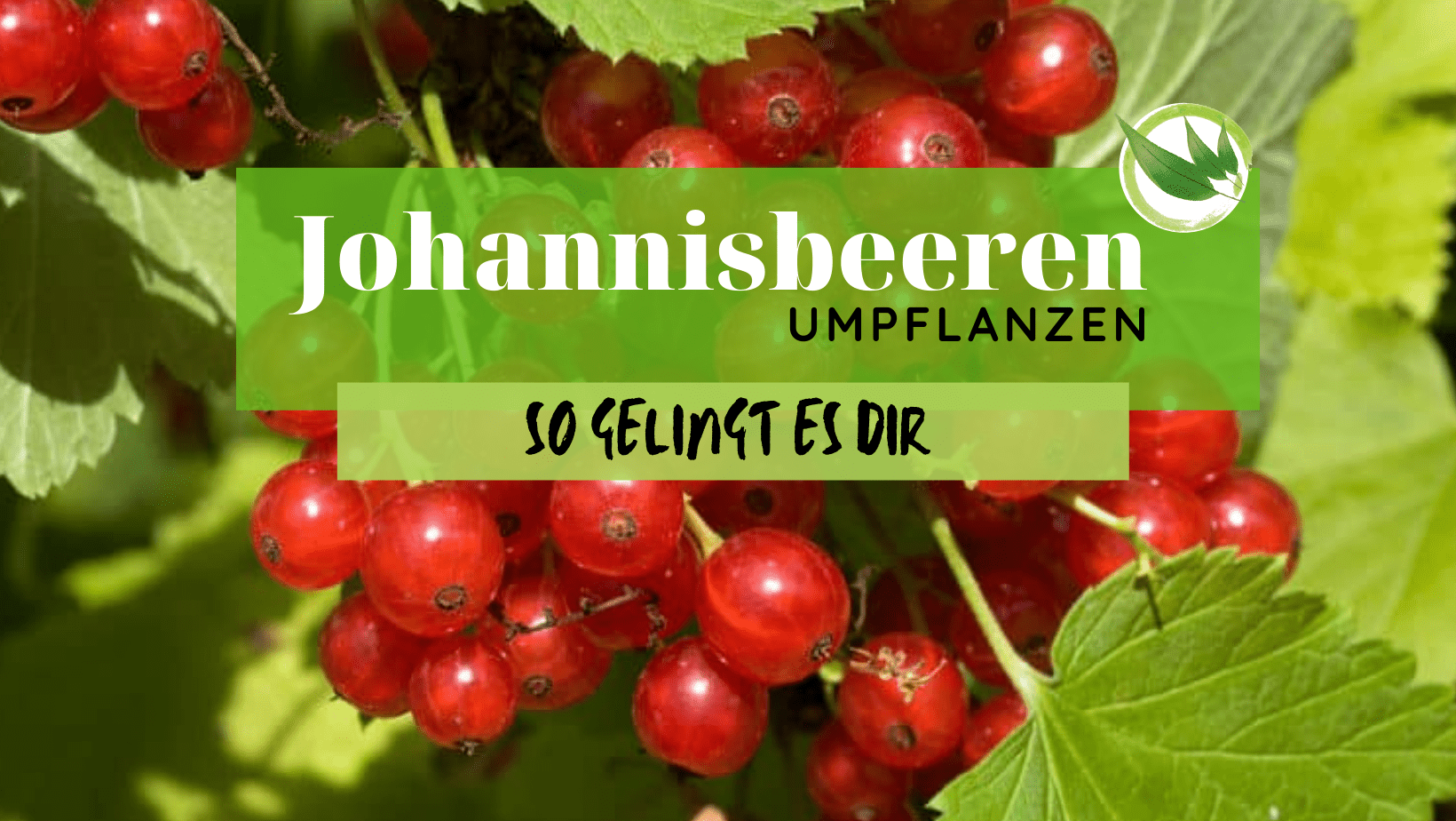 Johannisbeeren umpflanzen – so gelingt es Dir