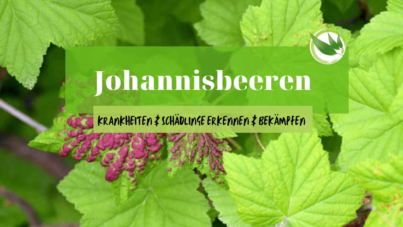 Johannisbeeren Krankheiten & Schädlinge erkennen & bekämpfen