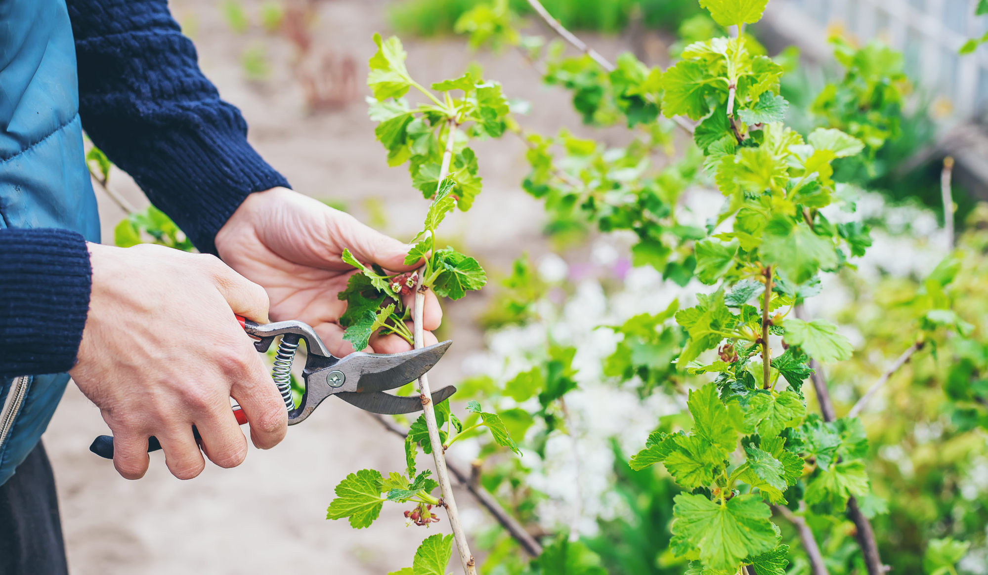 Johannisbeeren schneiden: Wann und wie Du den richtigen Schnitt vornimmst