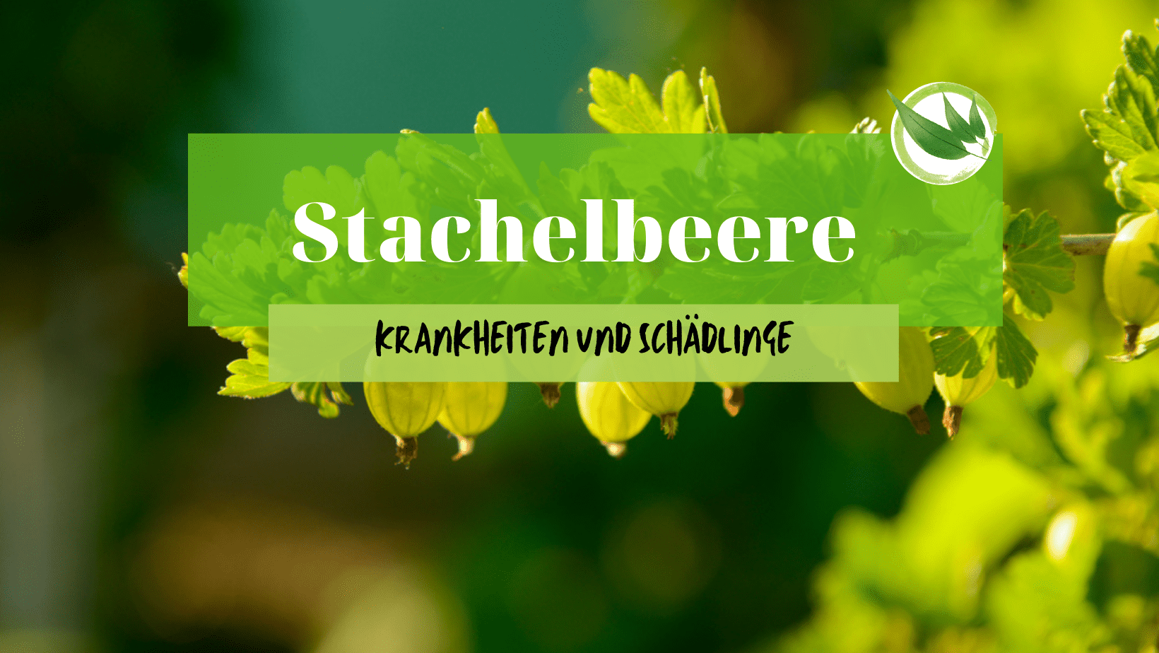 Stachelbeere – Krankheiten und Schädlinge