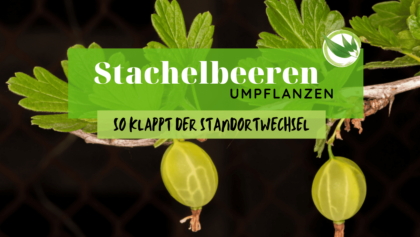 Stachelbeeren umpflanzen – so klappt der Standortwechsel