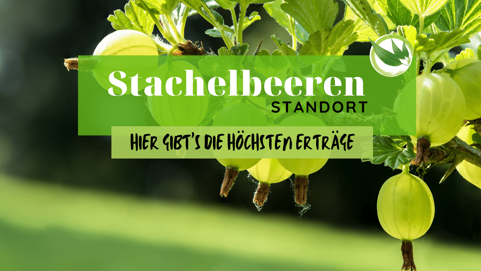 Der beste Stachelbeeren Standort – Hier gibt’s die höchsten Erträge