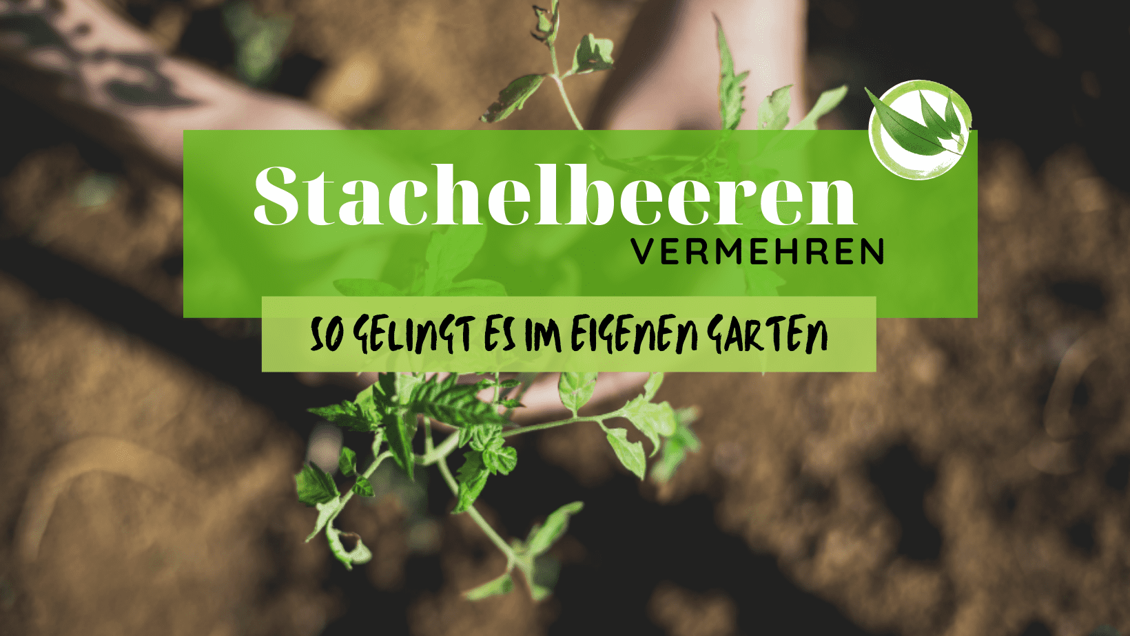 Stachelbeeren vermehren – so gelingt es im eigenen Garten